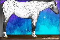 Horse Color:Gray Black Near Leopard 