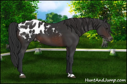 Horse Color:Brown Appaloosa 