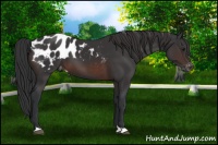 Horse Color:Brown Appaloosa