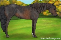 Horse Color:Brown Rabicano Brindle