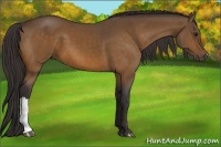 Horse Color:Buckskin 