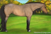 Horse Color:Buckskin Roan 
