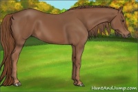 Horse Color:Chestnut Rabicano 