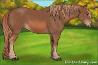 Horse Color:Liver Chestnut 