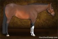 Horse Color:Bay 