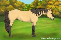 Horse Color:Buckskin 