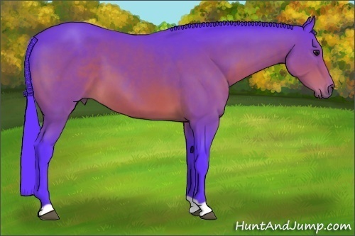 Horse Color: Watercolor Bay 