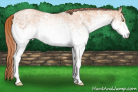 Horse Color:White Spotted Gold Champagne Ice 