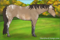 Horse Color:Buckskin Ice Sabino