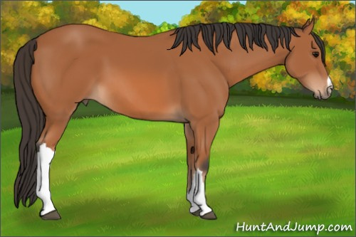 Horse Color: Bay 