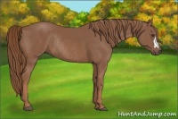 Horse Color:Chestnut Rabicano 