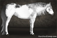Horse Color:Gray White Spotted Black Frame 