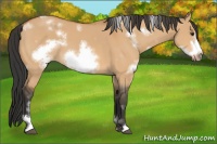 Horse Color:White Spotted Bay Dun Sabino Frame 