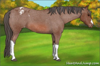 Horse Color:Bay Roan Appaloosa 