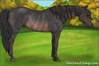 Horse Color:Brown Rabicano Brindle