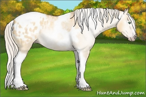 Horse Color:Gray Silver Amber Cream Champagne Roan Dun Splash Tobiano Frame Appaloosa Rabicano