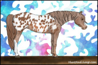 Horse Color:Chestnut Appaloosa 