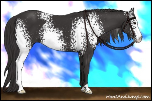 Horse Color: White Spotted Smoky Black 