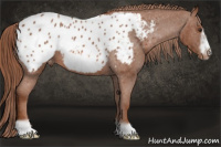 Horse Color:Liver Red Roan Frame Appaloosa 