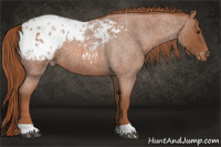 Horse Color:Liver Red Roan Appaloosa 