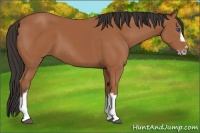 Horse Color:Bay Splash Frame 
