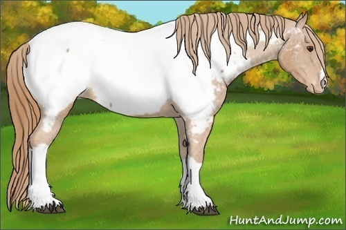 Horse Color: Chestnut Near Fewspot 