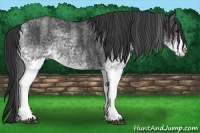 Horse Color:White Spotted Blue Roan Rabicano  Brindle