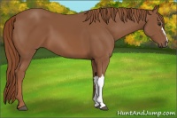 Horse Color:Chestnut 