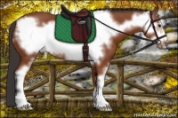 Horse Color:Bay Sabino Frame