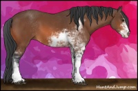 Horse Color:Bay Sabino 