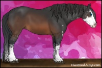 Horse Color:Brown Sabino Splash 
