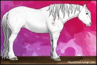 Horse Color:Bay Sabino 