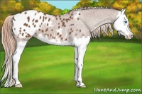 Horse Color:Chestnut Splash Appaloosa 