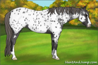 Horse Color:Smoky Black Sabino Appaloosa