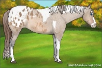 Horse Color:Bay Dun Splash Tobiano Appaloosa 