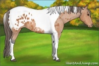 Horse Color:Bay Tobiano Blanket 