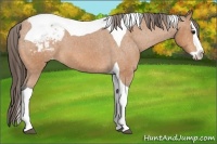 Horse Color:Bay Splash Tobiano Appaloosa 