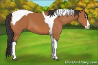 Horse Color:Bay Splash Tobiano 