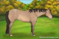 Horse Color:Amber Champagne 