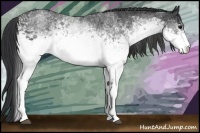Horse Color:White Spotted Blue Roan Rabicano  Brindle