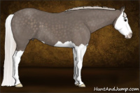 Horse Color:Silver Black Splash