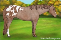 Horse Color:Chestnut Appaloosa
