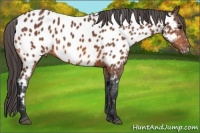 Horse Color:Bay Near Leopard 