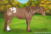 Horse Color:Chestnut Blanket 