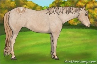 Horse Color:Chestnut Appaloosa
