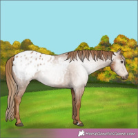 Horse Color:Gray Chestnut Blanket 