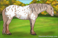 Horse Color:Liver Red Dun Frame Appaloosa 