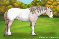 Horse Color:Red Dun Splash Snowcap 