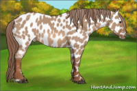 Horse Color:Liver Red Dun Appaloosa 