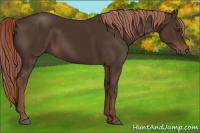 Horse Color:Liver Chestnut 